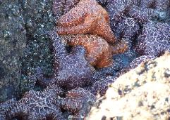 Cluster of starfish in a crevasse