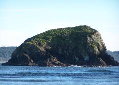One of twin seastack rocks at Point Grenville topped by greenery and nesting birds